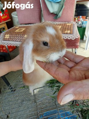 Kosorrú lógófülű nyuszik