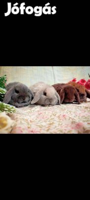 Kosorrú lógófülű törpenyúl