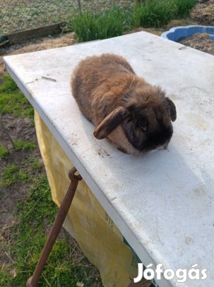 Kosorrú,lógófülű törpenyúl kedvencnek