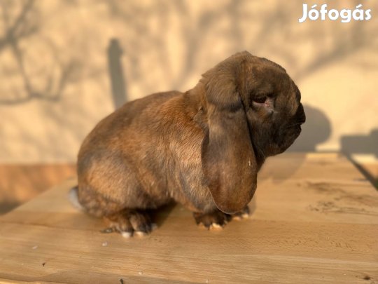 Kosorrú thüringiai óriás bak eladó
