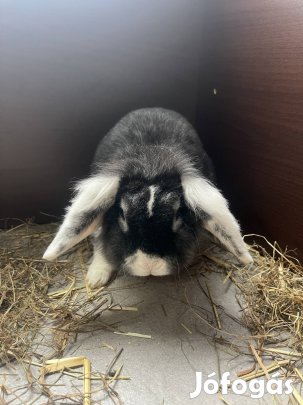 Kosorrú törpenyúl/nyuszi/törpenyuszi