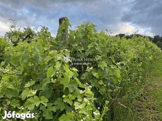 Kőszegdoroszlói 2115 nm-es telek eladó