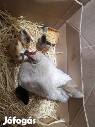 Kotlós csibékkel eladó
