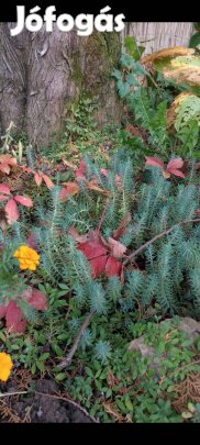 Kövi varjúháj szabadgyökeresen