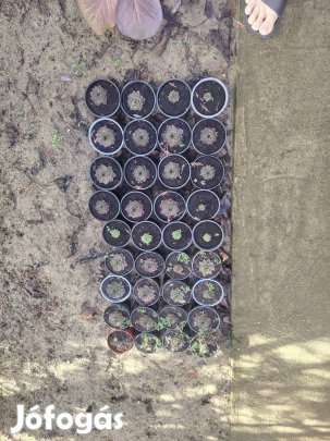 Kövirózsa 150Ft/cserép 