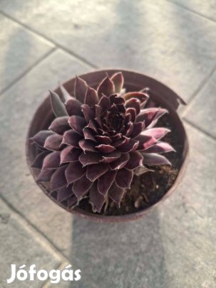 Kővirózsa - fagytűrő