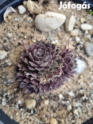 Kövirózsa eladó