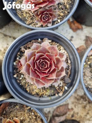 Kövirózsa eladó