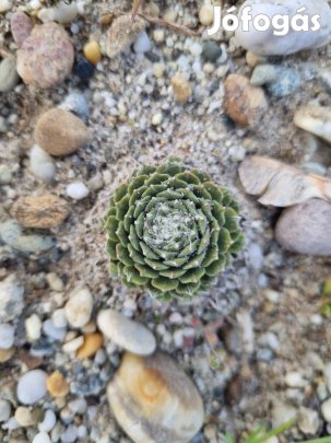 Kövirózsa eladó