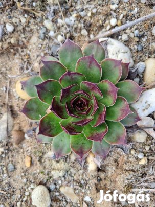 Kövirózsa eladó