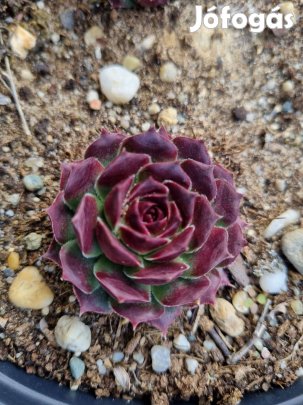 Kövirózsa eladó