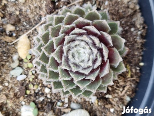 Kövirózsa eladó