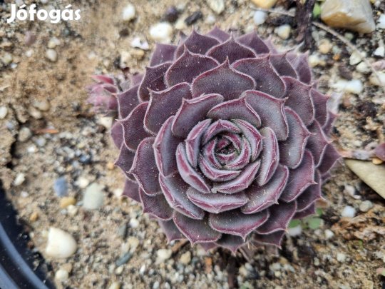 Kövirózsa eladó