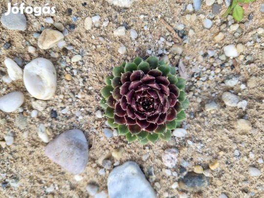 Kövirózsa eladó