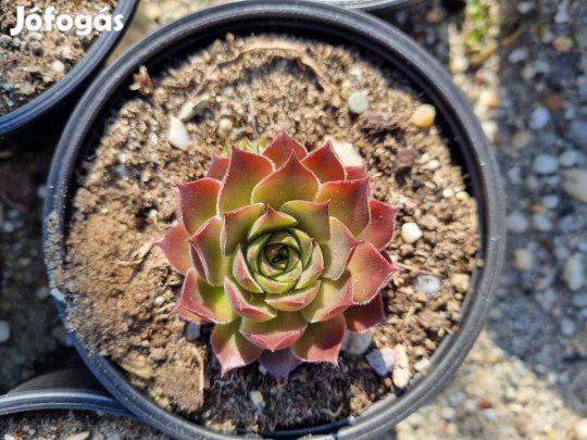 Kövirózsa eladó