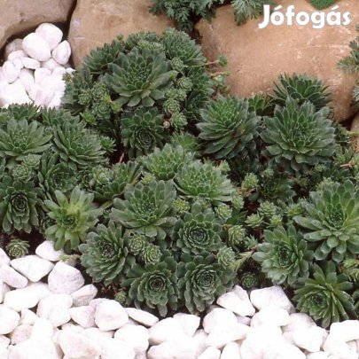 Kövirózsa frissen kiszedve