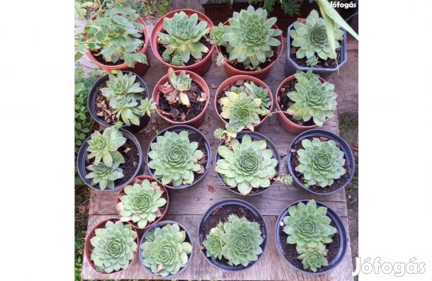 Kövirózsa gyógynövény