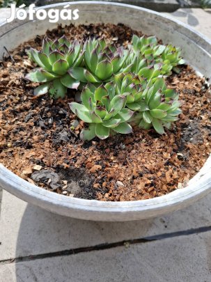 Kövirózsák eladók 