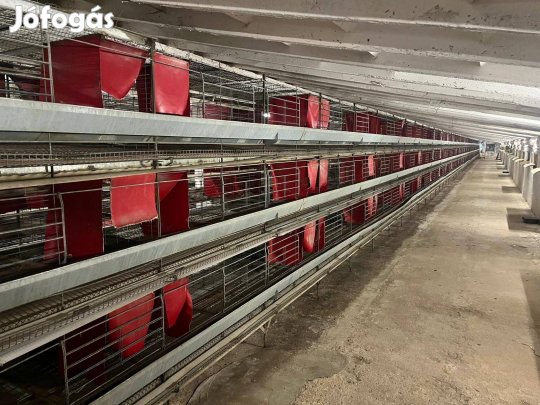 Kovobel tojó ketrec 30.000db