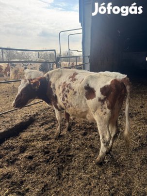 Közel ellős tehén!
