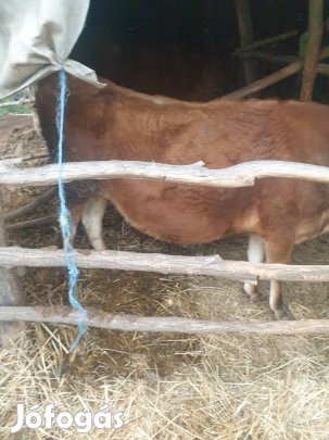 Közel elős .Jersey űsző eladó