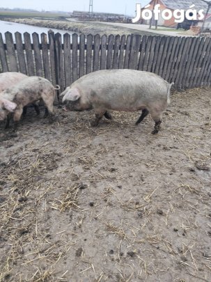 Közel fialós hasas kocák 