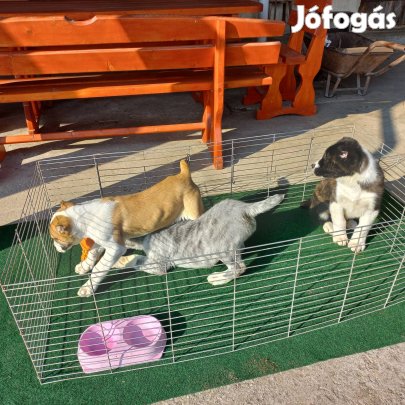 Közep-Ázsiai Juhász jellegű kölykök!