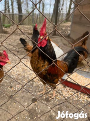 Közép törpe nagyon szép extra nagytarajú kiskakas eladó