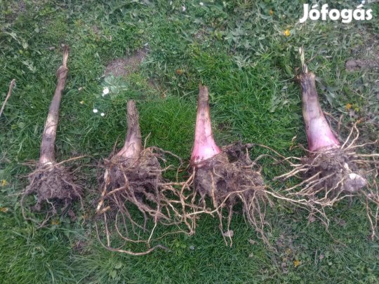 Közepes méretű képen a második Musa basjoo banán