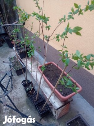 Közönséges jezsámen díszcserje