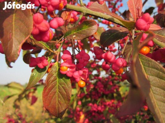 Közönséges kecskerágó Euonymus europaeus