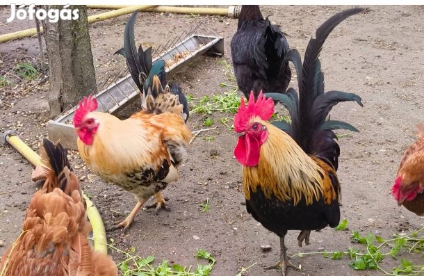 Krédli kakasok eladók!
