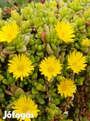 Kristályvirág, kövirózsa kiárusítás 