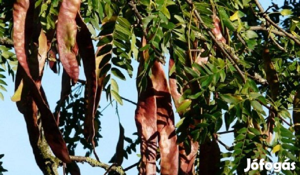 Krisztusfa, krisztustövis csemete (Tövises lepényfa)