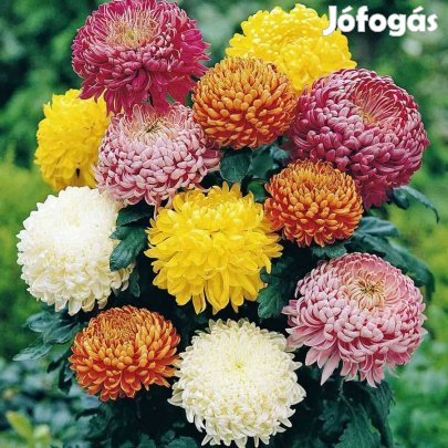 Krizantém palánta nagyfejű gyökeres szabadföldi fagytűrő Zembla , Puma