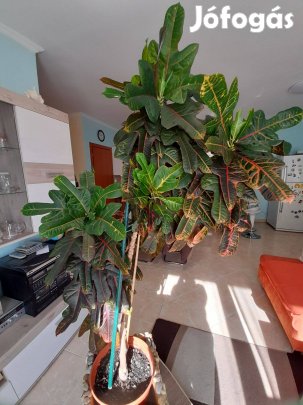 Kroton, 160 cm magas