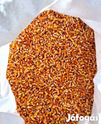Kukorica Debrecenben zsákolva Eladó