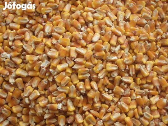Kukorica Eladó Gombán nagy tételben is!!!
