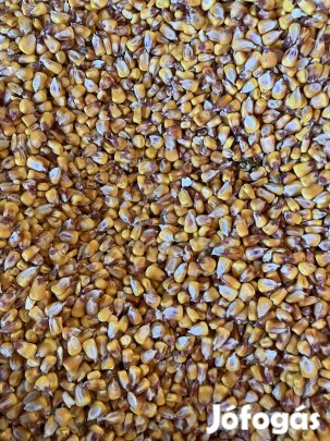 Kukorica (apró szemű) eladó