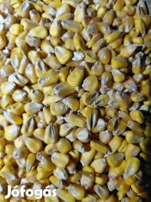 Kukorica eladó Székesfehérváron