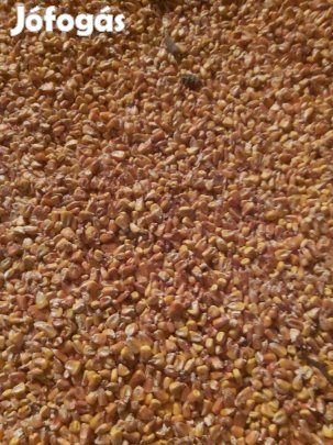 Kukorica eladó, 200 mázsa, 11000 Ft/mázsa