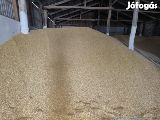 Kukorica eladó, 2025-ös