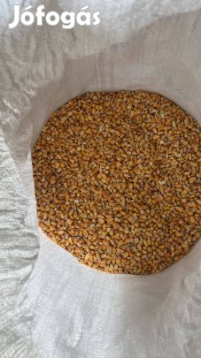Kukorica eladó szárított minőségben Győrben 10000 Ft_ mázsa kis