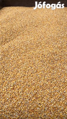 Kukorica eladó szárított minőségben Győrben 10000 Ft_ mázsa kis mennyi