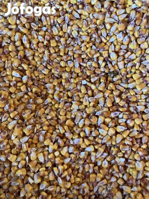 Kukorica eladó zsákolva