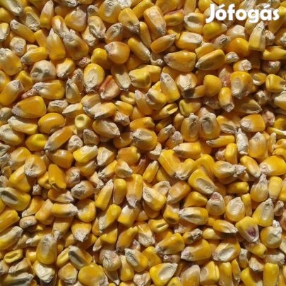 Kukorica eladó zsákolva