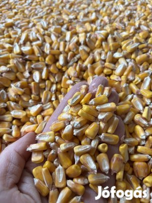 Kukorica kis és nagy tételben eladó 