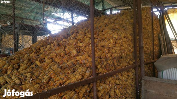 Kukorica morzsolva eladó