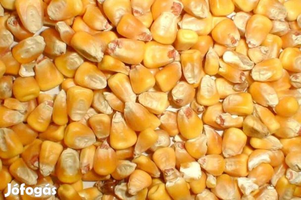 Kukorica szárnyasoknak és hízóknak eladó. 