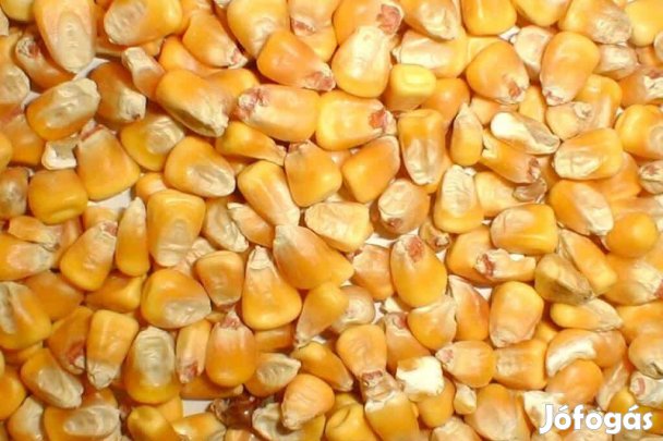 Kukorica tisztított